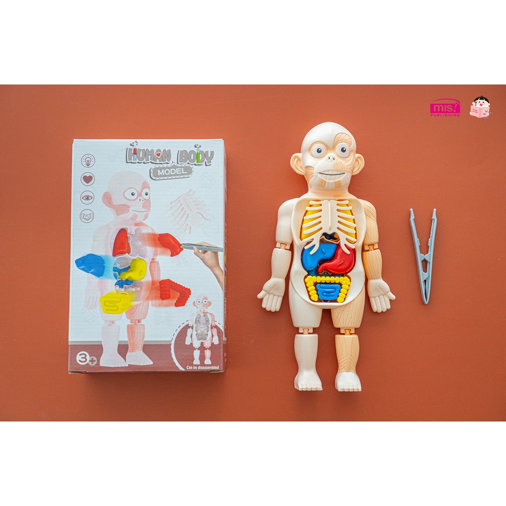 หนังสือร่างกายมนุษย์ พร้อมโมเดลร่างกายมนุษย์ 👀+การ์ด!! 💪โมเดลอวัยวะ🦵ของเล่นแนววิทยาศาสตร์ 🧠Human Body Model 👀Anatomy - รูปที่ 5