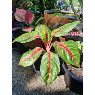 อำนาจเจริญ 🌱#อำนาจเจริญ #Aglaonema: #อโกลนีมา หรือ #แก้วกาญจนา