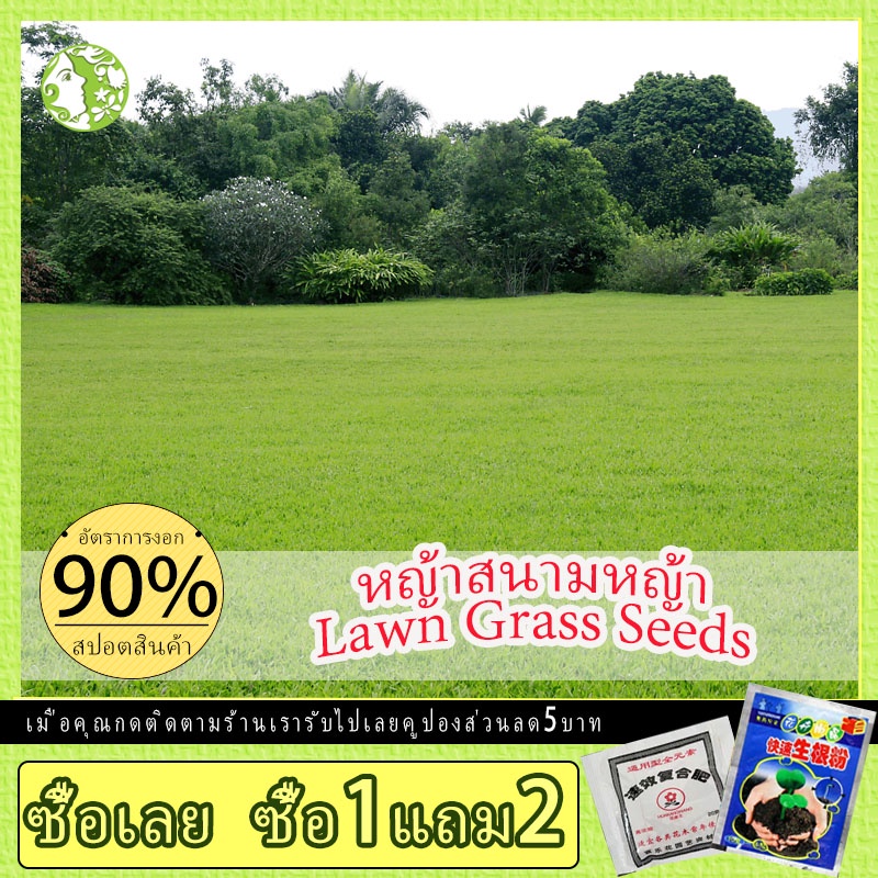 เมล็ดหญ้าญี่ปุ่น 200เมล็ด เมล็ดหญ้า หญ้าญี่ปุ่น Japanese Lawn Grass Zoysia japonica Seeds หญ้าปูสนาม