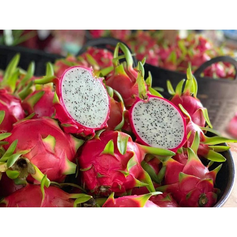 กิ่งพันธุ์แก้วมังกร สีขาว สีเหลือง สีแดง สีดำ สีชมพู - รูปที่ 2