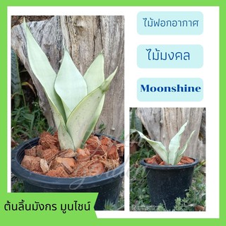 ลิ้นมังกร moonshine  ไม้ฟอกอากาศ 1 ต้น ส่งพร้อมกระถาง 5 นิ้ว