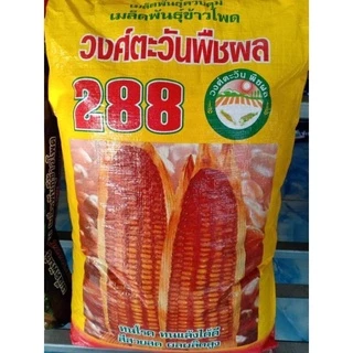 เมล็ดข้าวโพด 288 แบบแบ่งขาย 5 กิโล(พร้อมส่งด่วน)