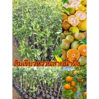 ต้นส้มสายน้ำผึ้ง ต้นสวยๆพร้อมส่ง🌱☘🍊 ปลูกง่ายโตไว(รับประกันสินค้าชำรุดเสียหายเครมฟรี)