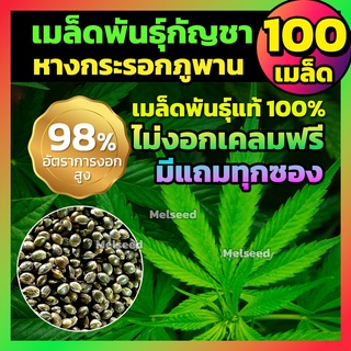 [100+เมล็ด] เมล็ดกัญชา 🐿️ หางกระรอกภูพาน สายพันธุ์แท้ 💯% มีแถม++ ไม่งอกเคลมฟรี!