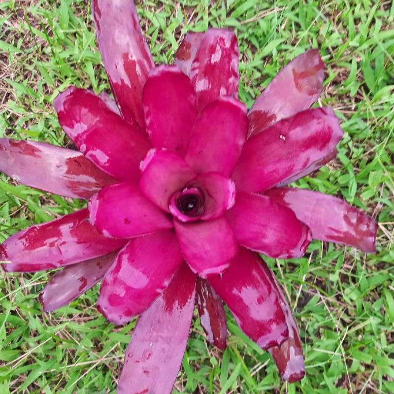 🍍สับปะรดสี🍍#นีโอเพอเพ้อสตาร์/ไม้แท้สีม่วงสวยงามสามารถโตได้อีกเยอะ/ส่งแบบถอดราก - รูปที่ 4