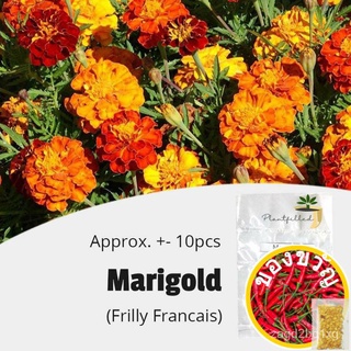 [Zamirah] Frilly Francais Seeds | s - 10 seedsเมล็ด/ดอกไม้/สวน/สวน/ดอกทานตะวัน/ดอกไม้/หญ้า/ข้าวโพด/สวนผลไม้/กล้วย/ผู้ชาย