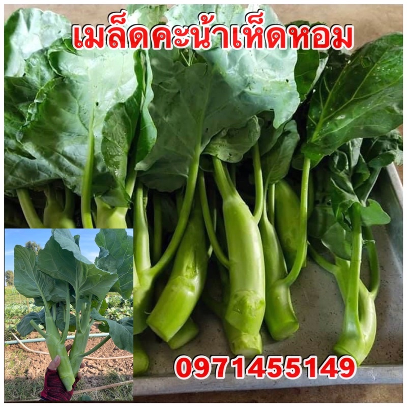 เมล็ดคะน้าเห็ดหอม ต้นใหญ่ อวบ กรอบ กินอร่อย