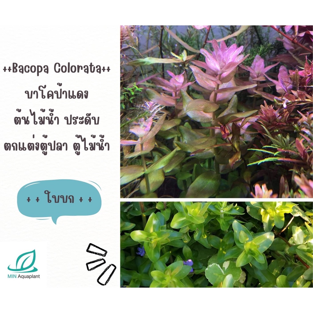 Bacopa Colorata บาโคป้าแดง ใบบก พิเศษกิ่งละ 25 บาท ต้นไม้น้ำ ต้นไม้ปลูกในตู้ปลา ไม้น้ำในตู้ปลา