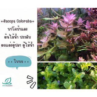 Bacopa Colorata บาโคป้าแดง ใบบก พิเศษกิ่งละ 25 บาท ต้นไม้น้ำ ต้นไม้ปลูกในตู้ปลา ไม้น้ำในตู้ปลา