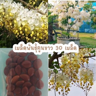 เมล็ดพันธุ์คูนขาว White Rainbow Shower Tree. 30 เมล็ด