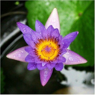 7 เมล็ด เมล็ดบัว สีม่วง ดอกเล็ก สายพันธุ์เมล็ดบัว ดอกบัว Lotus seeds