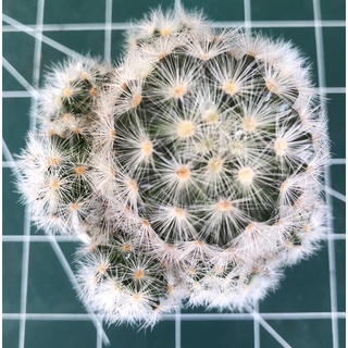 แคคตัสแมมมิลาเรีย คามิเน่ขาว Mammillaria carmenae