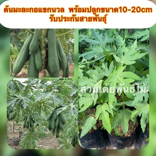 ต้นมะละกอแขกนวล🌳พร้อมปลูกขนาด10-20cm รับประกันสายพันธุ์