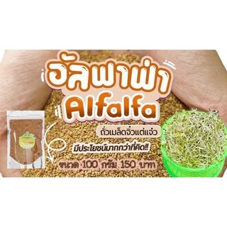 อัลฟัลฟา (Alfalfa) ปลอดสาร อัตราการงอก 90-99 %