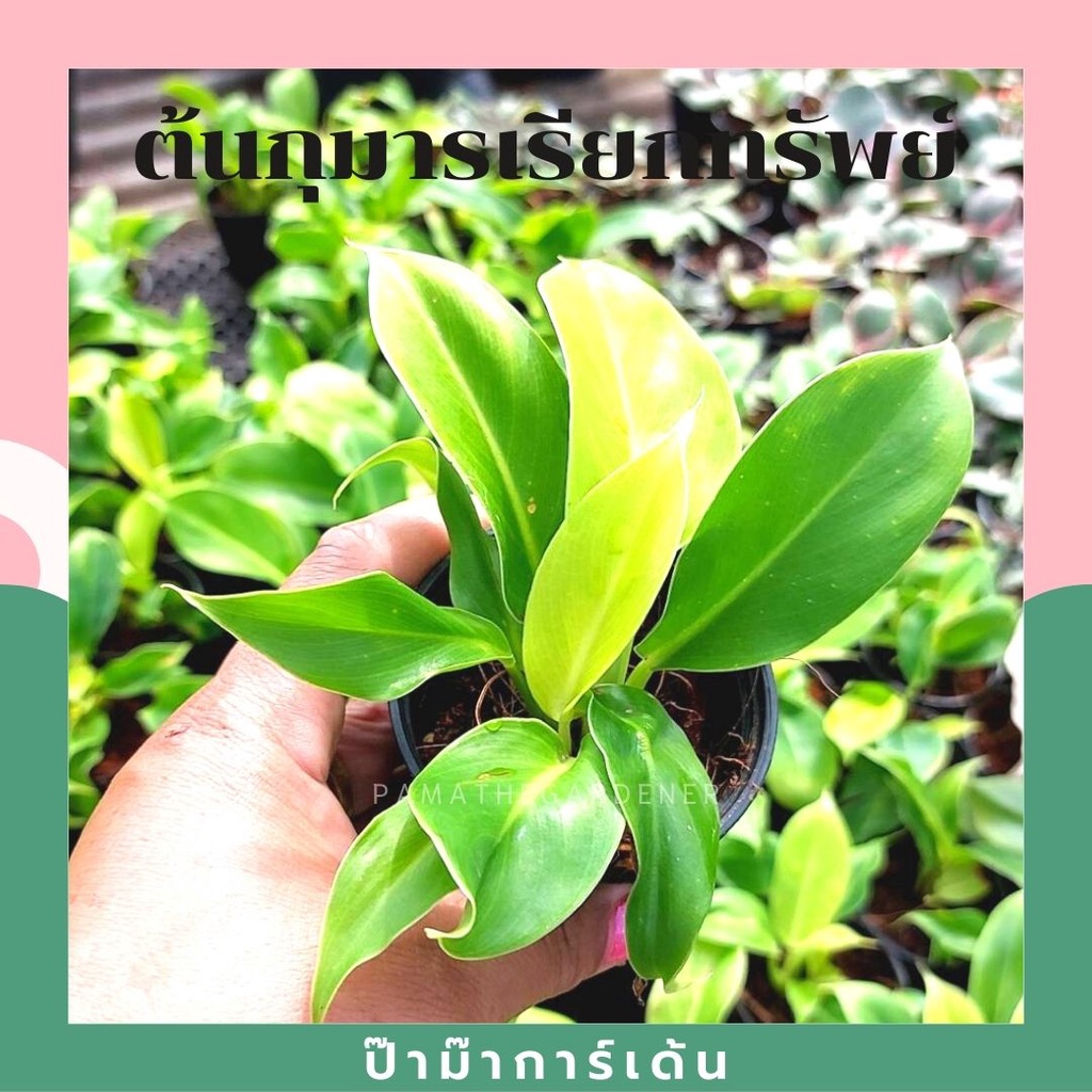 ต้นกุมารเรียกทรัพย์ 2-3 นิ้ว ต้นกล้า