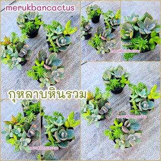 🥳🎄กุหลาบหินรวม กุหลาบหินลายเสือ succulent 🪴🌵🎁🍊