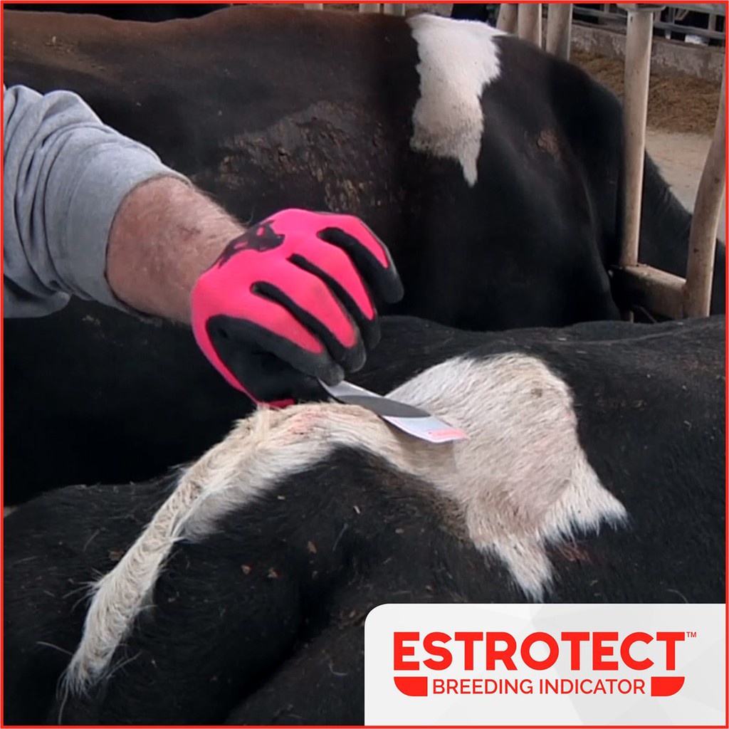 เอสโตรเทค สติ้กเกอร์ตรวจการเป็นสัดในโค Estrotect (5 ชิ้น/แผ่น)