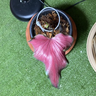 บอนสีนาคราช เป็นไม้แยกกอมีหัว Caladium bicolor