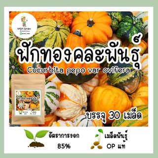 เมล็ดพันธุ์ ฟักทองคละพันธุ์ 30 เมล็ด เมล็ดพันธุ์OPแท้ อัตราการงอกสูง