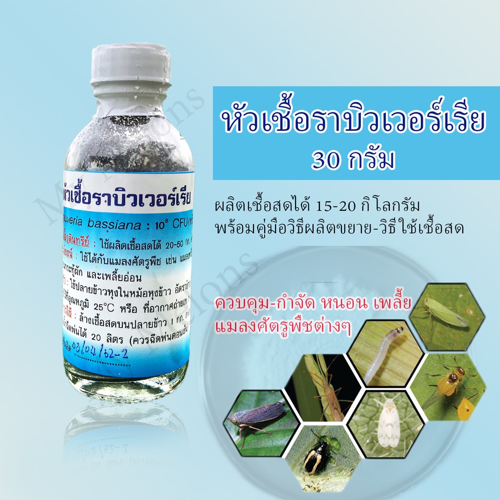 หัวเชื้อราบิวเวอร์เรีย 30กรัม (ผลิตเชื้อสดได้ 20-50 kg) มีคู่มือวิธีขยายเชื้อให้