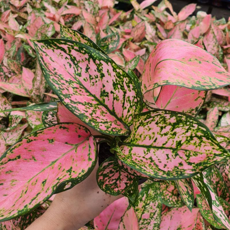 ต้นวาเลนไทน์ อโกลนีมา ในกระถางพร้อมตั้ง