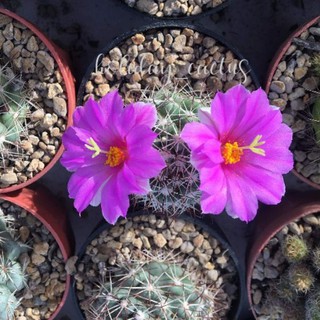 เมล็ด Mammillaria shumanii