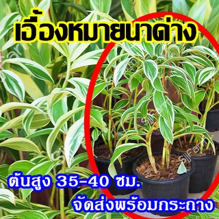 ต้นเอื้องหมายนาด่าง สูงประมาณ 35-40 ซม.มีหน่อพร้อมขยาย จัดส่งพร้อมกระถาง 4 นิ้ว(1กระถาง/1กล่อง)