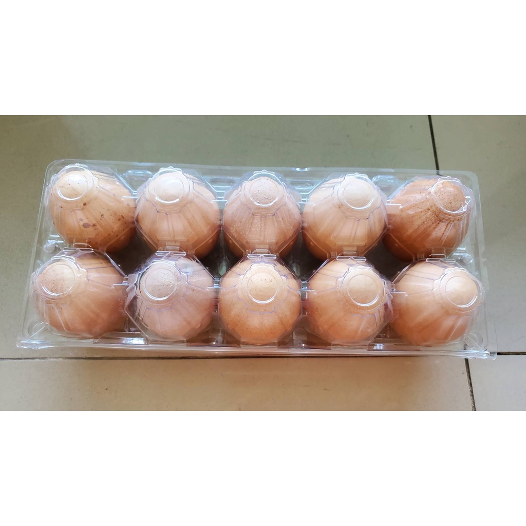 ถาดพลาสติกใส่ไข่ มีปุ่มล็อกในตัว แผงใส่ไข่ 10 ฟอง 25 ใบ/แพ็ค 50 ใบ/แพ็ค