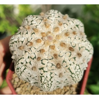 แอสโตร​ไ​ฟตั้​ม​วี​ ขนาดใหญ่​ #แคสตัส castus​ astrophytum แอสโตร แอสโตร​ไ​ฟตั้​ม แอสโตรไฟตัม กระบองเพชร แอสโตรวี super