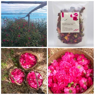 ชากุหลาบ ชา กุหลาบ จีน โบราณ ยี่สุ่น มีสรรพคุณทางยา มากมาย ORGANIC Rose Tea 🌹✨