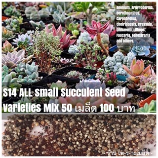 S14 ALL small Succulent Seed Varieties Mix 50 เมล็ด 100 บาท รวมทุกพันธุ์สายไม้อวบน้ำขนาดเล็ก