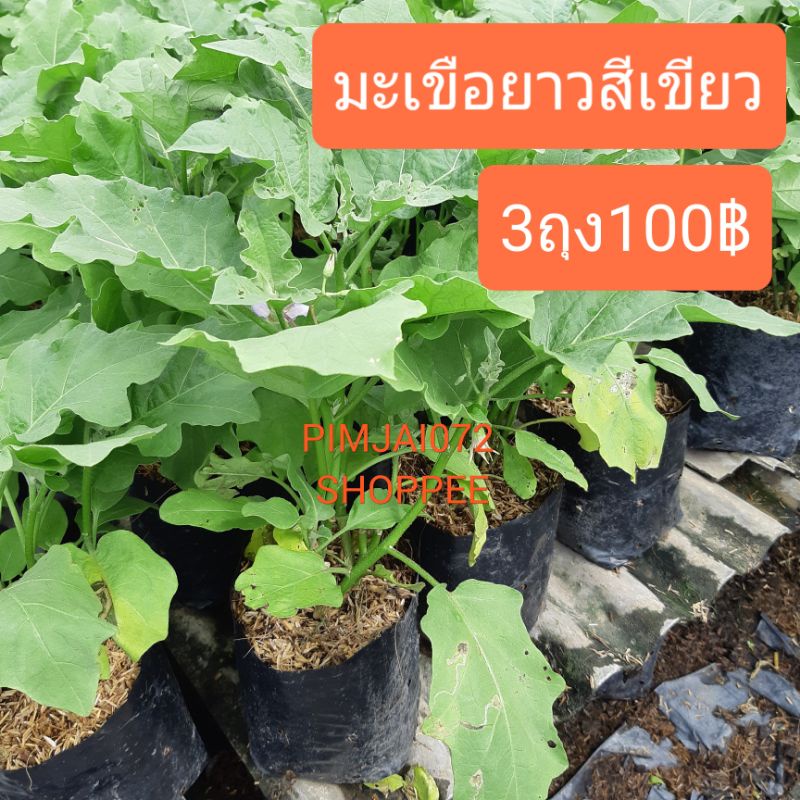 Plants 50 บาท มะเขือยาว(สีเขียว) ผักสวนครัว ต้ม/ผัด/ทอด อร่อยเว่อร์ 3ถุง100฿ Home & Living
