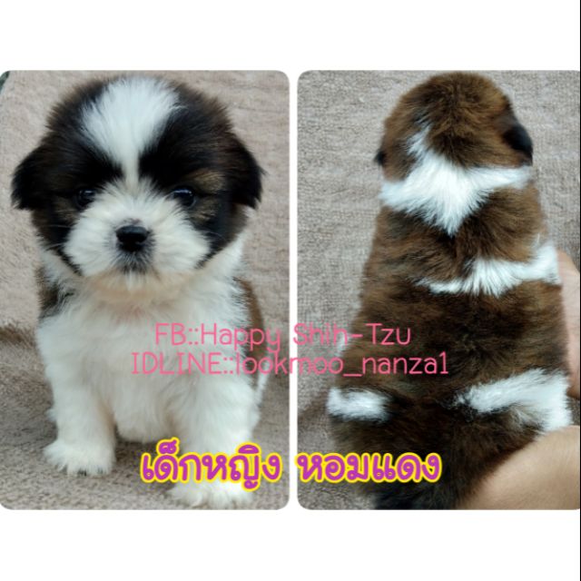 ราคา ลูก สุนัข เยอรมัน เชฟ เฟอร์ ด