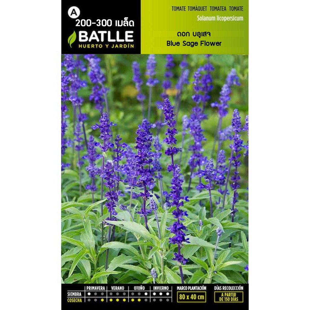 เมล็ด ดอก บลูเสจ - Blue Sage Flower