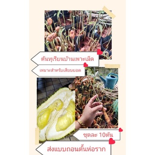 🌱ต้นทุเรียนบ้านเพาะเม็ด🌱👉ชุดละ10ต้น 👈ส่งถอนห่อราก