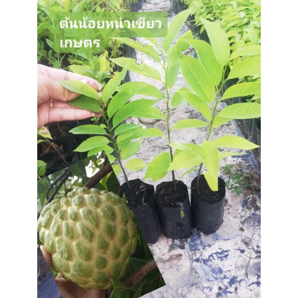 ต้นน้อยหน่าหนังเขียวเกษตร 2 ส่งเองจากสวน ซื้อ 1 แถม 1