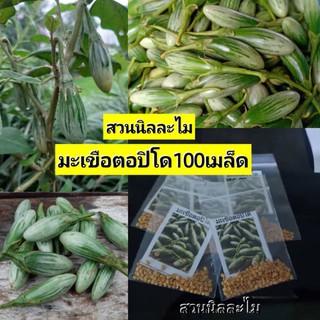 เมล็ดพันธุ์มะเขือตอปิโด100เมล็ด(มีเก็บเงินปลายทาง)