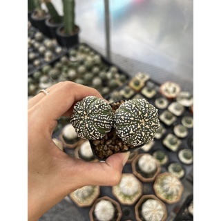 แอสโตรไฟตัมแฝด (Astrophytum super v) ไม้เมล็ด Size 4 cm