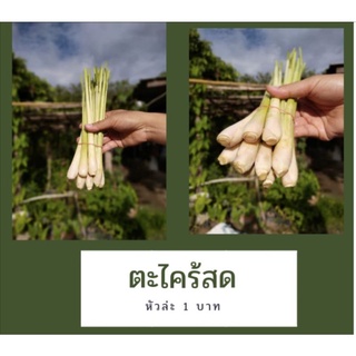 ตะไคร้แกง ปลูกเองใสสวน ไม่ใส่สาร ปลูกแบบออแกนิค กำละ 10 บาท (ได้10หัว)