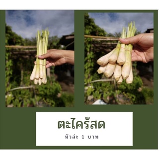 ตะไคร้แกง ปลูกเองใสสวน ไม่ใส่สาร ปลูกแบบออแกนิค กำละ 10 บาท (ได้10หัว)