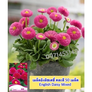 เมล็ดอิงลิชเดซี่ คละสี 50 เมล็ด  English Daisy Mixed