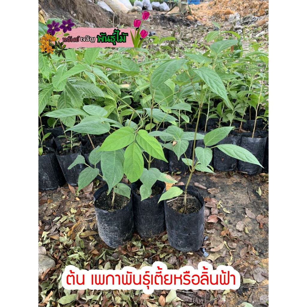 ต้นเพกาพันธุ์เตี้ย หรือ ลิ้นฟ้า☘️ สำคัญกรุณาสั่งซื้อในเวลา12:00น.-00:00น.