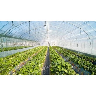 [โค้ดPSK49ลด25%] *ค่าส่งถูก* พลาสติกคลุมโรงเรือน greenhouse หน้ากว้าง 3.6 / 4 / 5เมตร หนา 80,120,150,200 ไมครอน
