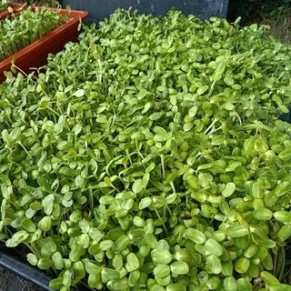 เมล็ดต้นอ่อนทานตะวันลายไทย 1 กก. อัตราการงอกสูง