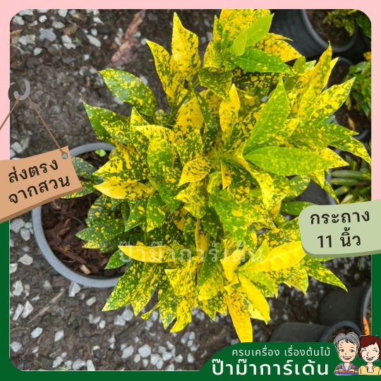 มุมมอง 2