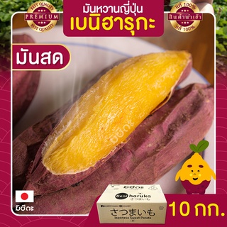 มันหวานญี่ปุ่น 10kg นำเข้าจากญี่ปุ่นแท้ 100% เบนิฮารุกะ ปลูกที่ญี่ปุ่น หวาน ฉ่ำ สดใหม่ทุกสัปดาห์ ส่งฟรี