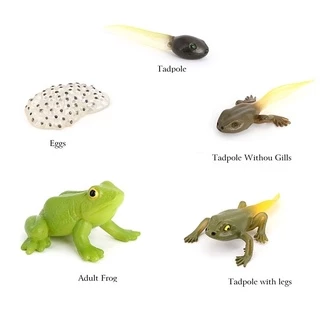 Tray & Animal life cycle Sensory play โมเดลวงจรชีวิตสัตว์ ถาดวงจรชีวิตสัตว์ 61แบบ(พร้อมส่งจากไทย) montessori sensory bi
