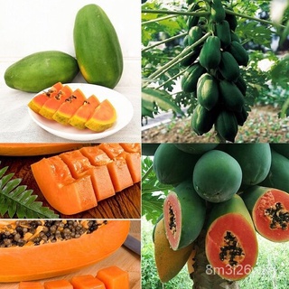 ถูก ใหม่ สายพันธุ์20 เมล็ด/ซอง เมล็ดมะละกอ พันธุ์เลดเลดี้ (Papaya seeds) ต้นไม้ เมล็ดพันธุ์ plants พันธุ์ไม้ผล อุปกรณ GV