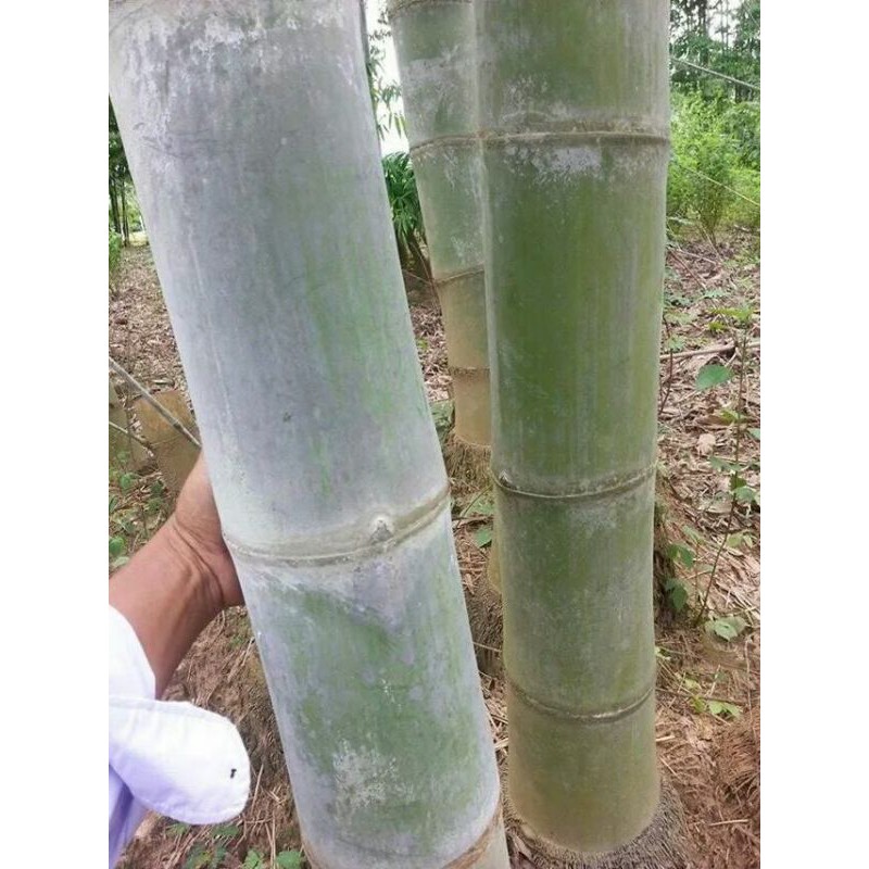 เมล็ดพันธุ์ไผ่ซางหม่น 1 ชุด 20 เมล็ด Bamboo seeds, Dendrocalamas Sericeus, 1 pack 20 seeds
