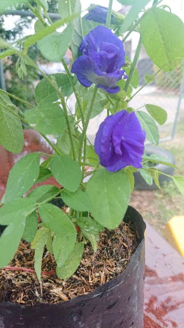 ต้นอัญชัน ดอกสีม่วง อัญชัน ดอกซ้อนใหญ่ พร้อมปลูก เมล็ดสามารถเก็บไปปลูกต่อได้คุ้มค่า - รูปที่ 5